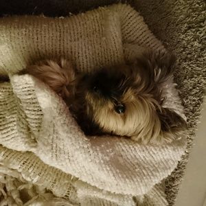 Meet your Posher, Anne